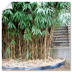 Bambu mdio